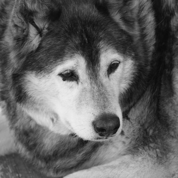 Meet your Posher, Bobbi - Picture 1 of 1